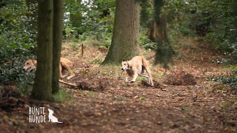 Grey Hounds sind die schnellste Hunderasse der Welt
