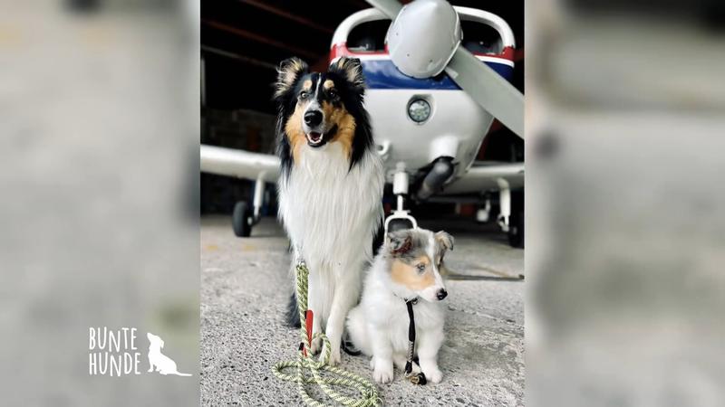 Mit den Hunden in die Luft!