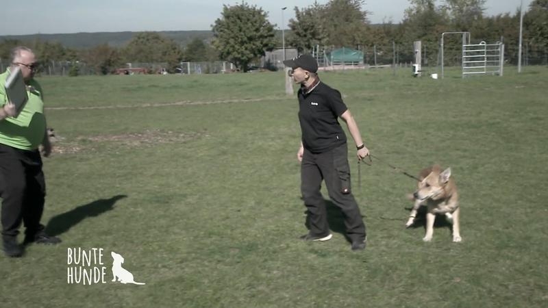 Wird Heinrich den Wesenstest bestehen?