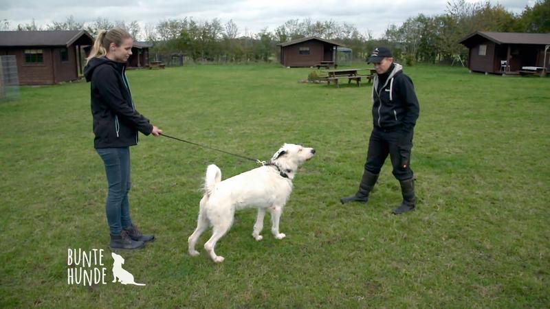 Sophia macht Hundetraining mit schwer erziehbaren Tieren