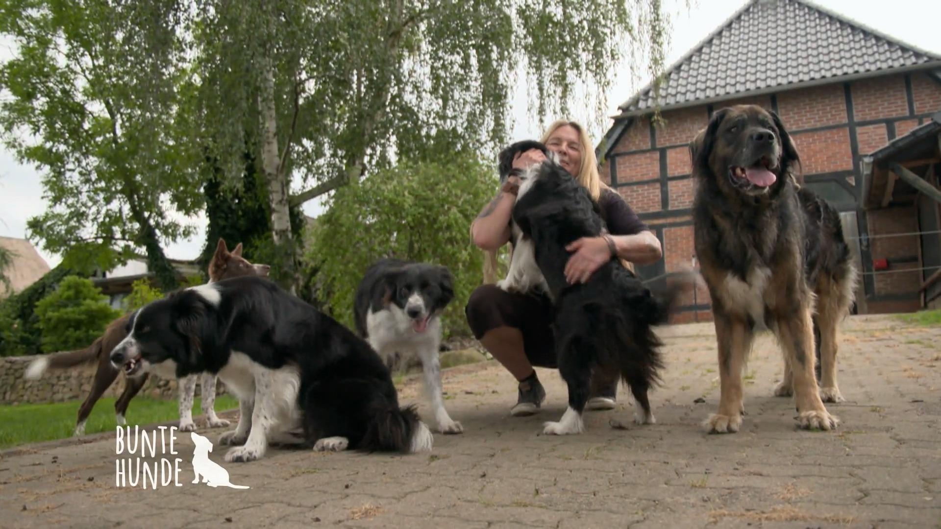 Tanja hat fünf Border Collies