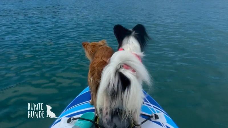 Mit zwei Hunden um die Welt!