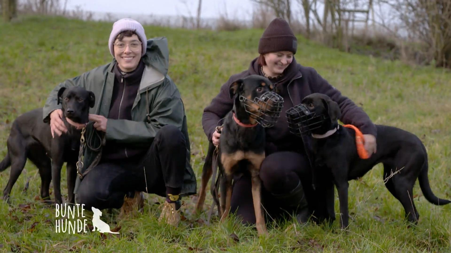 Ihre Hundepension zieht um