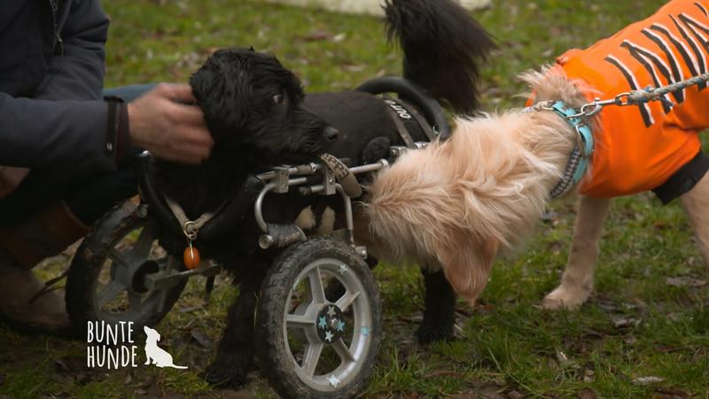 Zu Besuch in einer Hundeschule