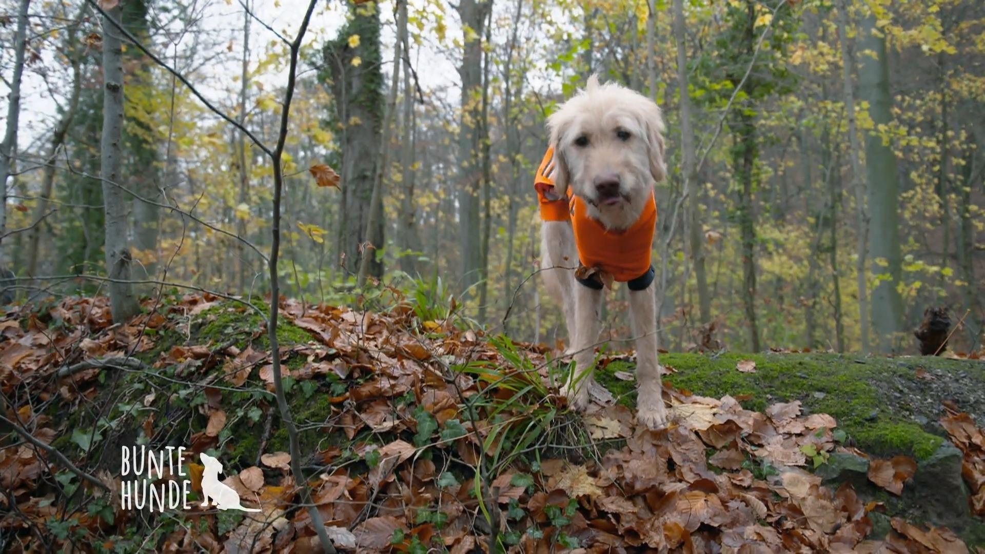 Wanderung mit dreibeinigem Hund