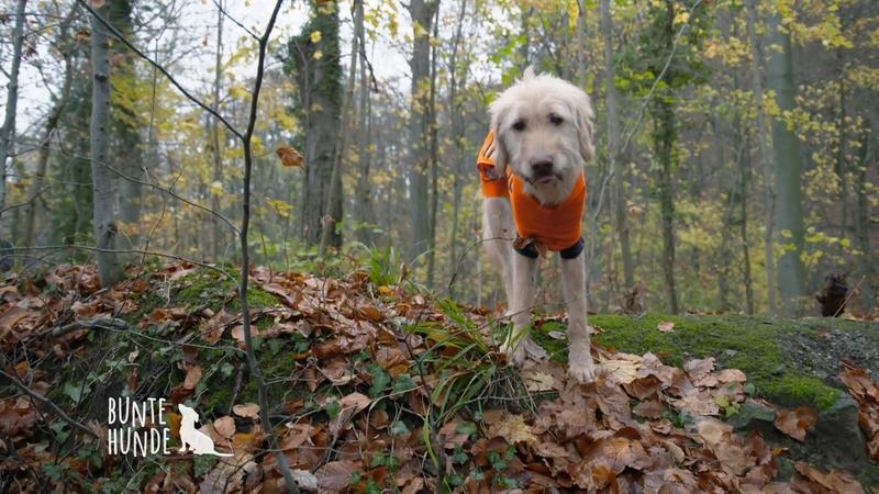 Wanderung mit dreibeinigem Hund