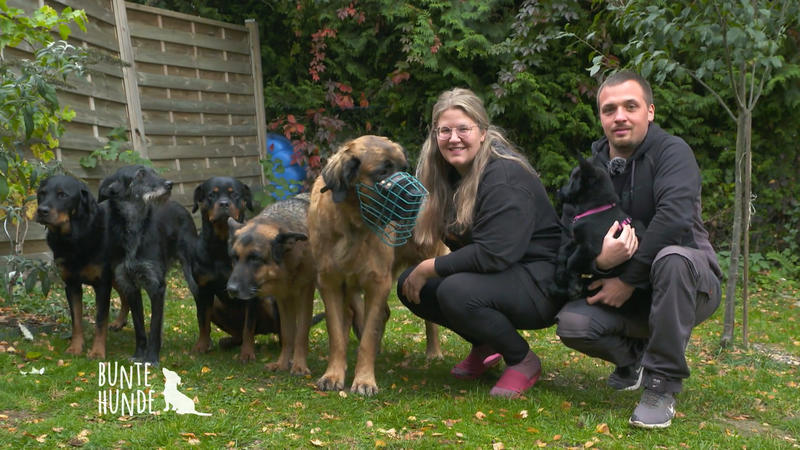 Willkommen bei der härtesten Hundegang
