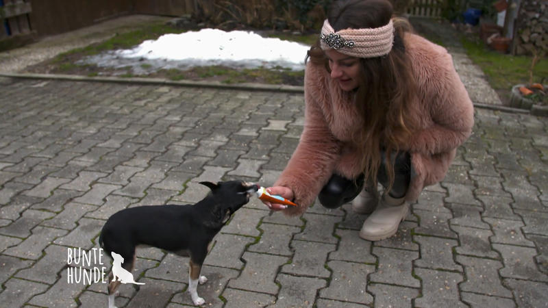 Ängstliche Chihuahua-Hündin schnappt