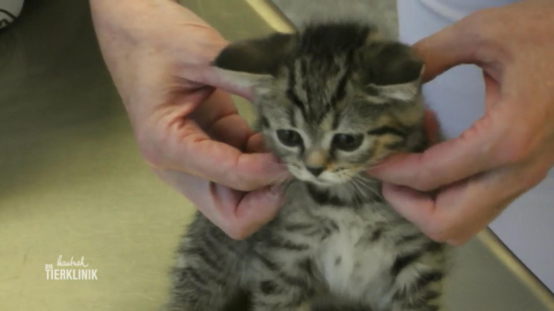 Babykatzen kommen zum Impfen