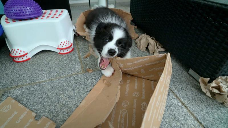 Collie-Welpe Moritz testet seine Grenzen aus