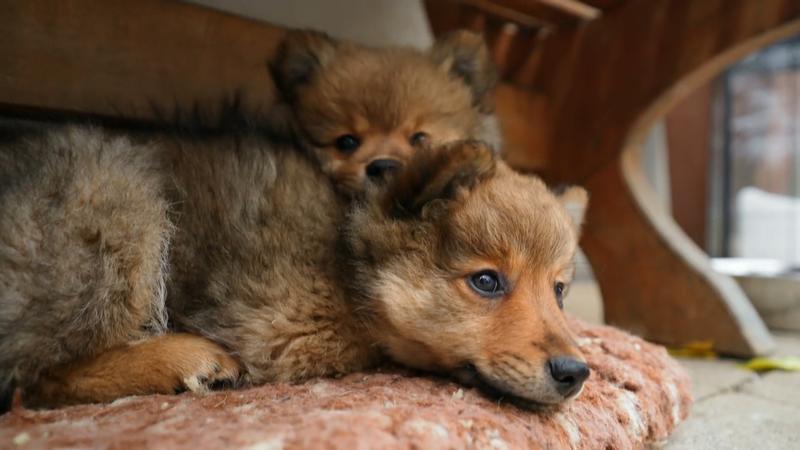 Welpen bei Züchter-Familie