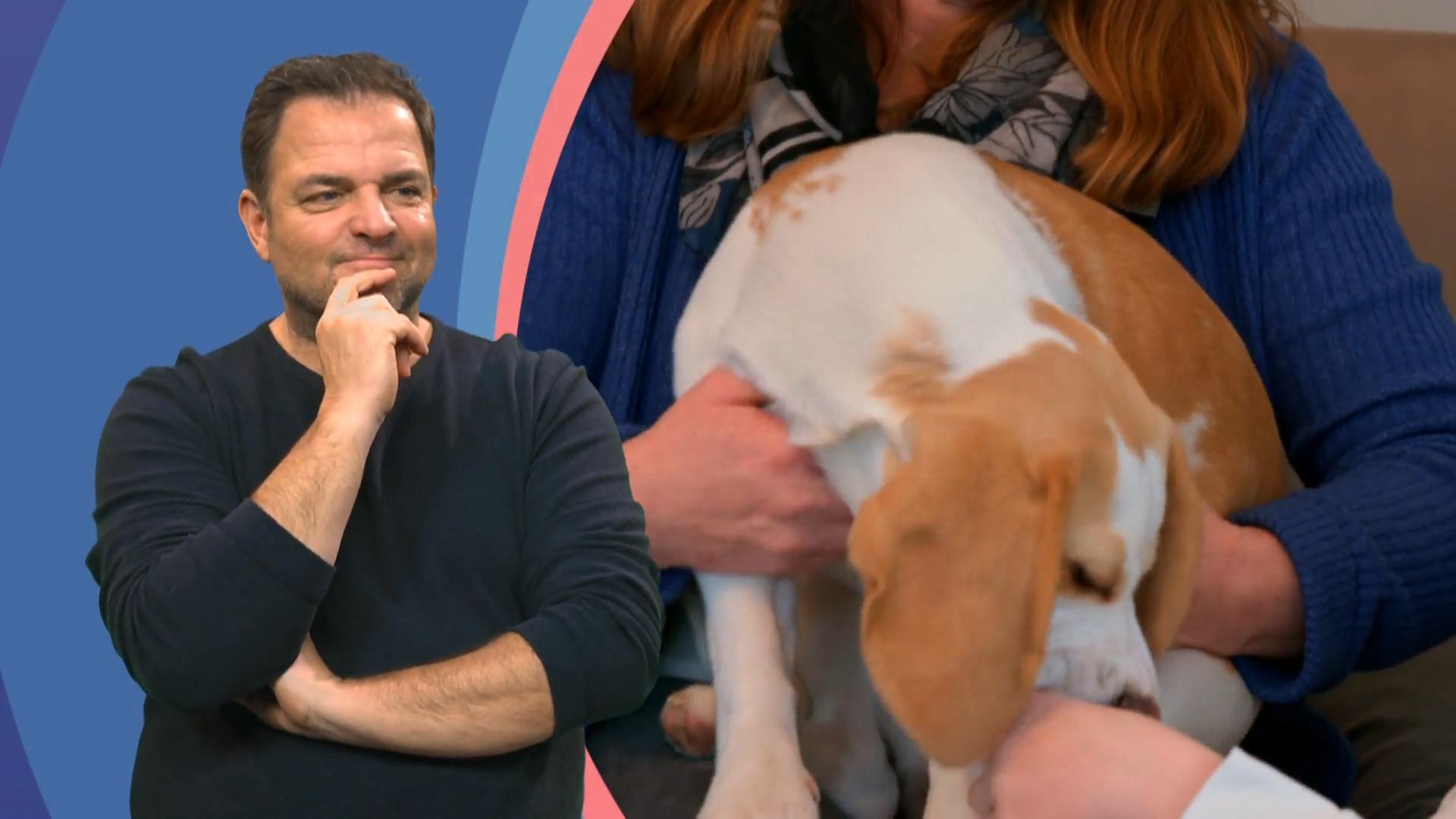 Beißt Beagle-Mädchen Summer immer noch?