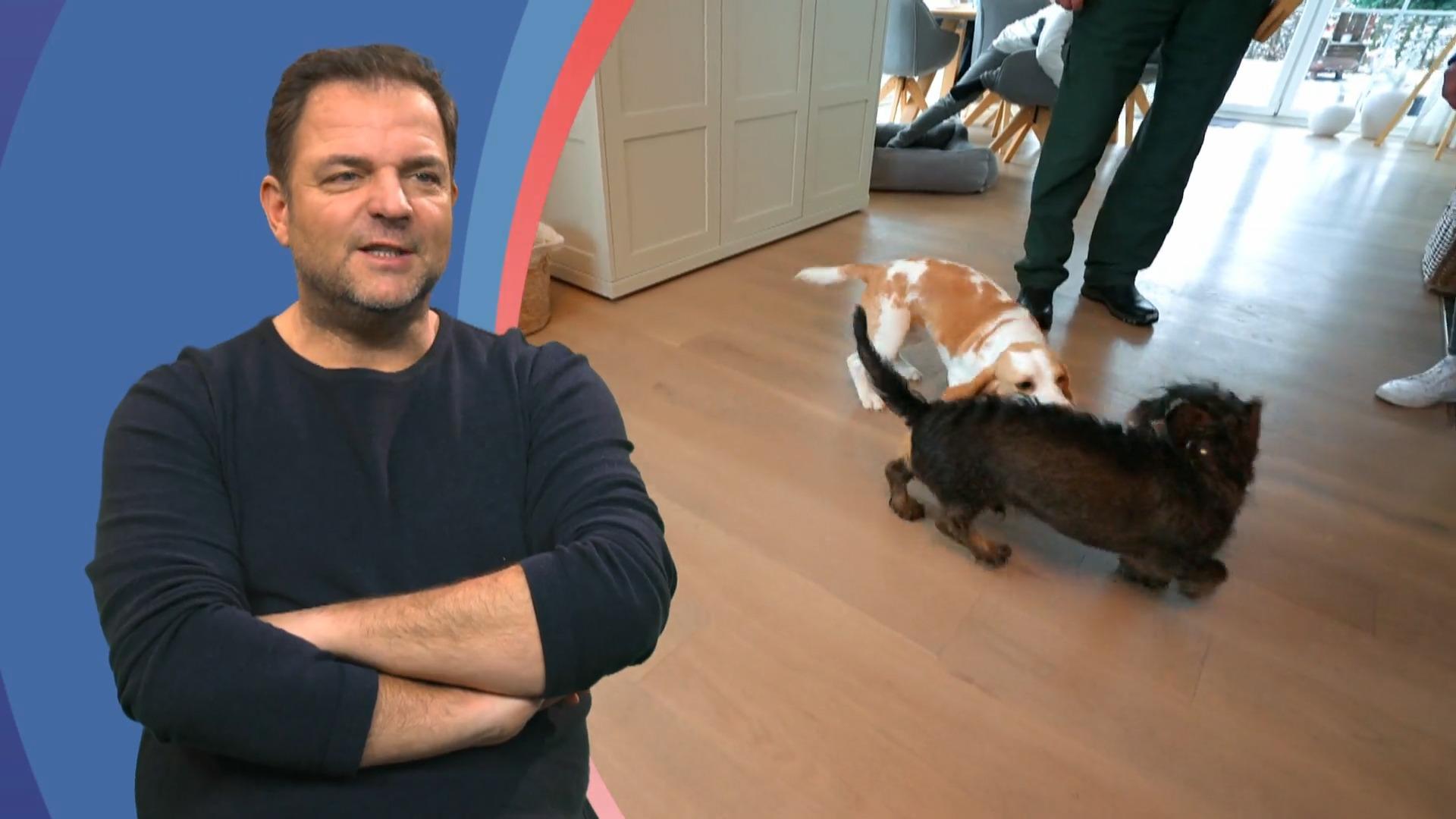 Beagle Summer hat sehr viel Energie