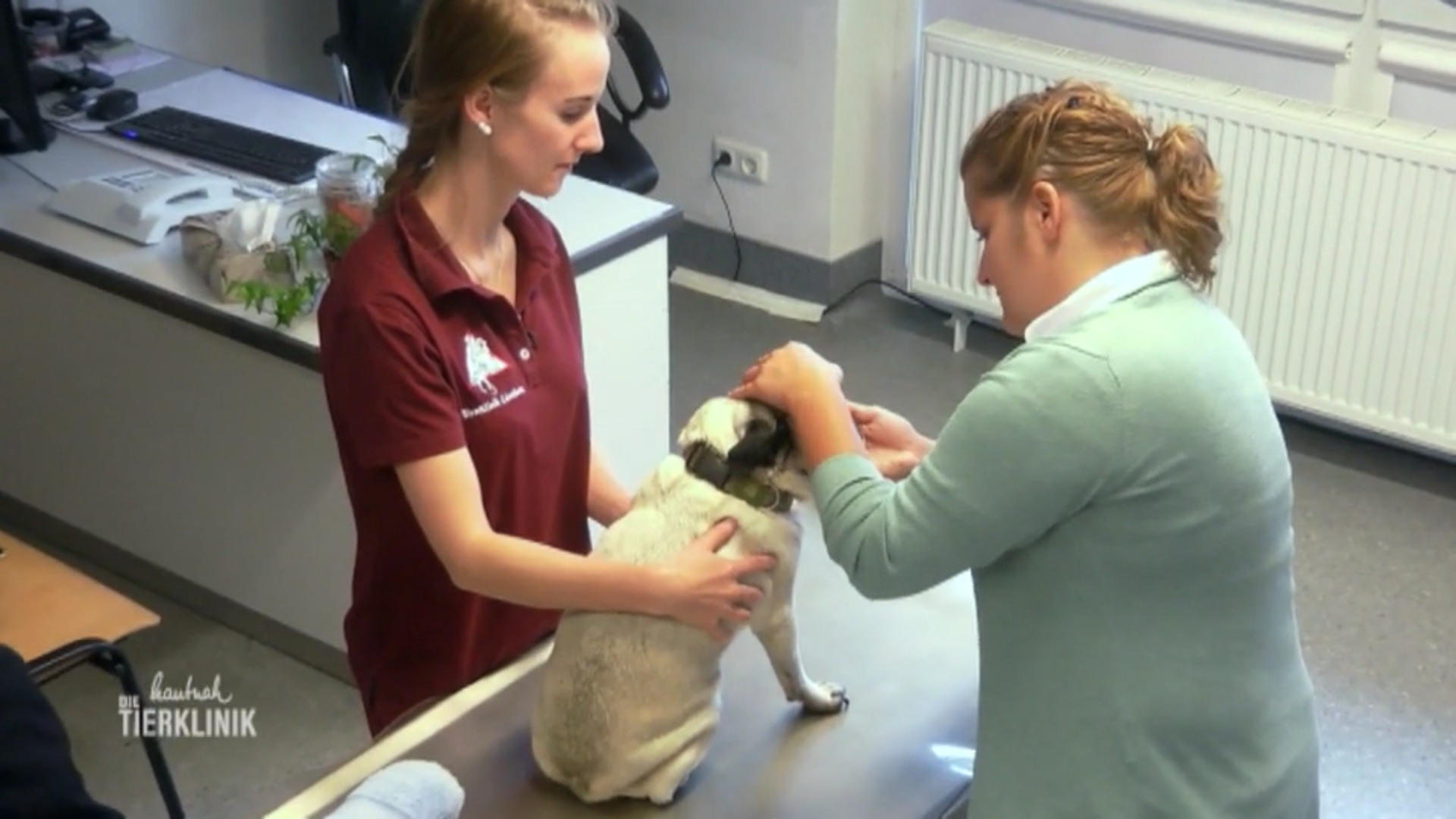 Mops Lotti scheint Krankheiten magisch anzuziehen