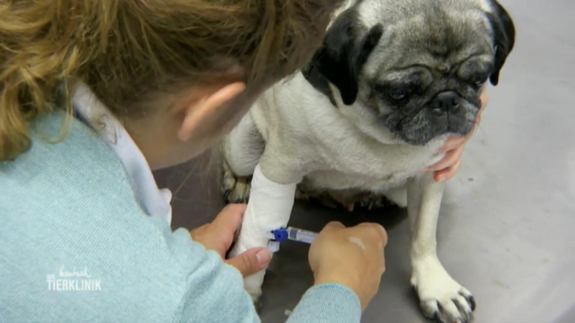 Mops Lotti muss operiert werden