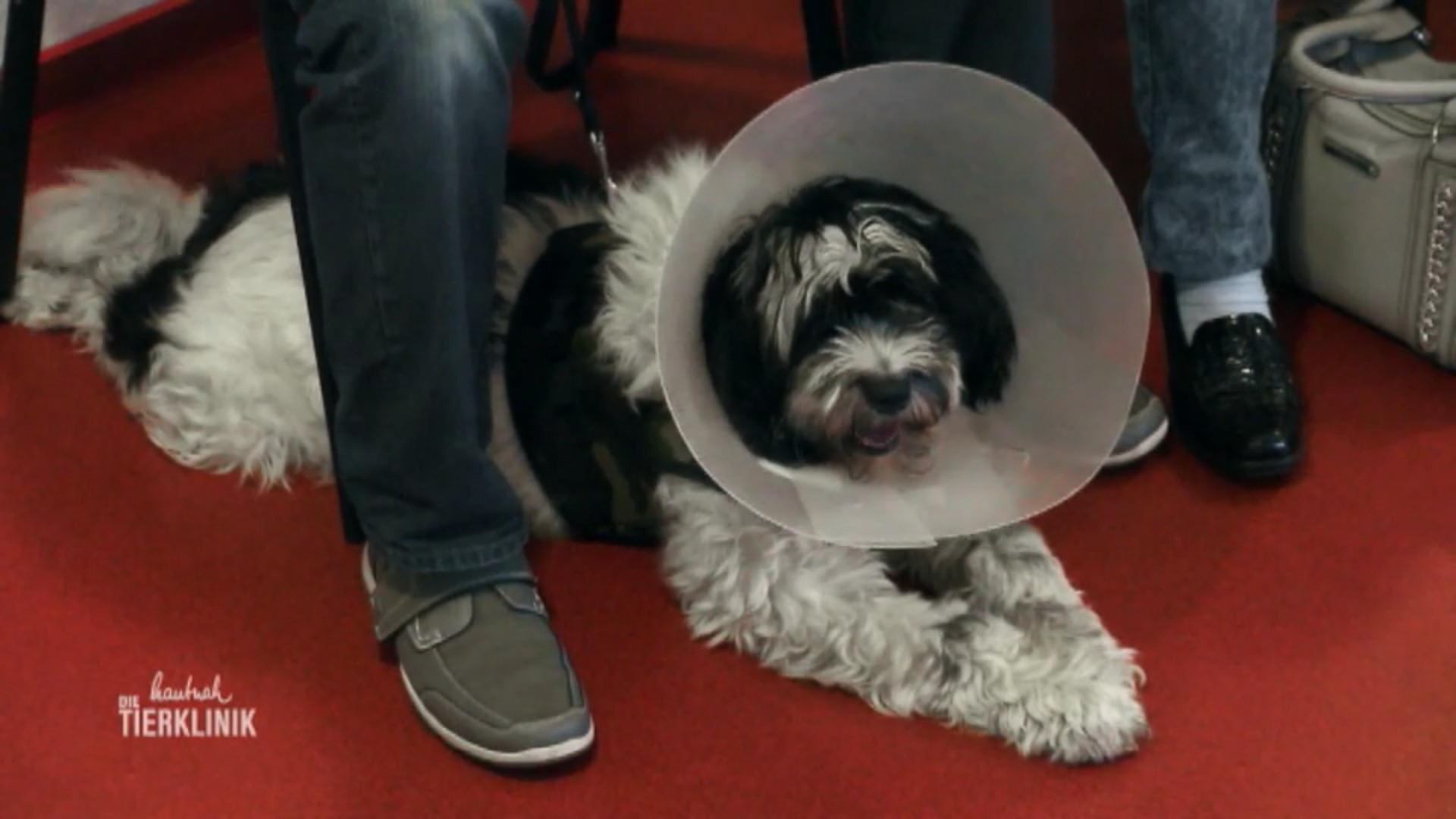 Wurde Terrier Socke von einer Hirschlausfliege gebissen?