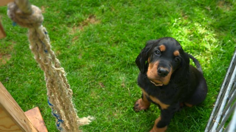 Welpe Beau wird heute abgeholt