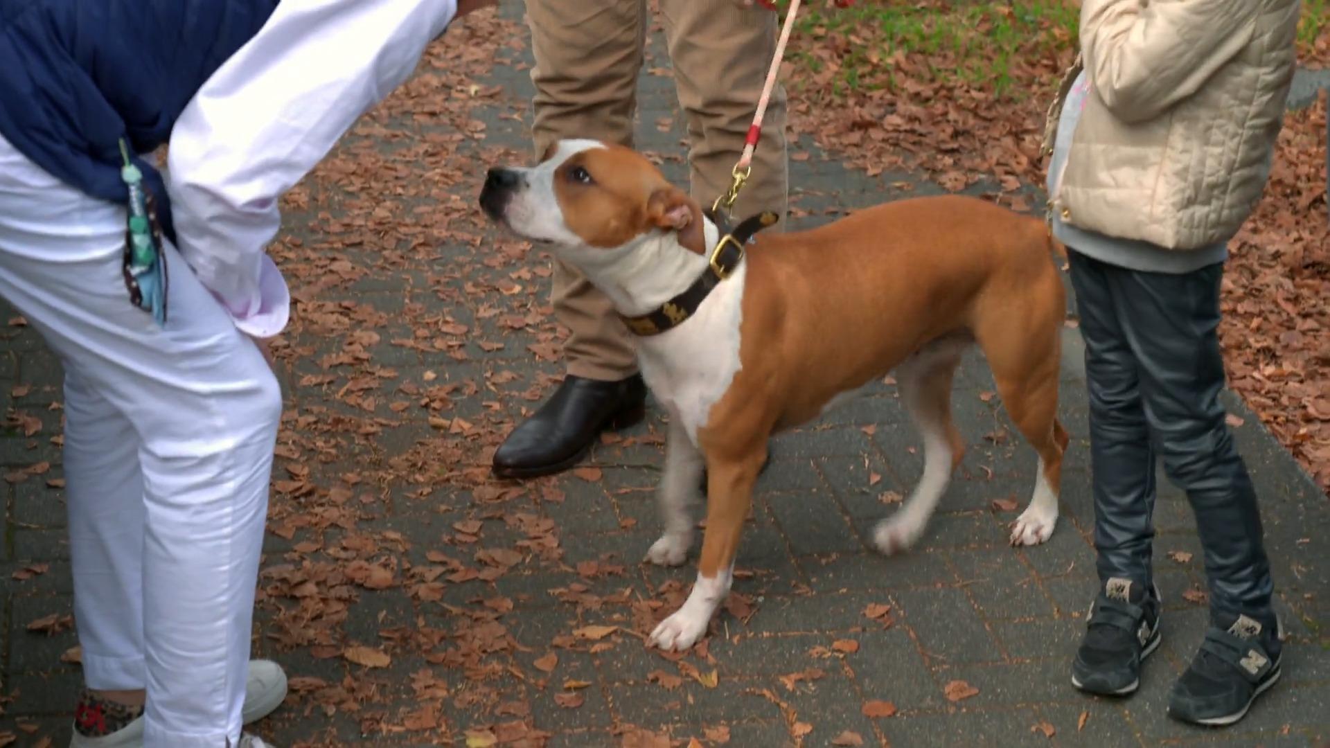 Hündin Irma macht heute einen Wesenstest