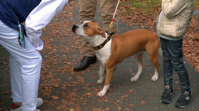 Hündin Irma macht heute einen Wesenstest