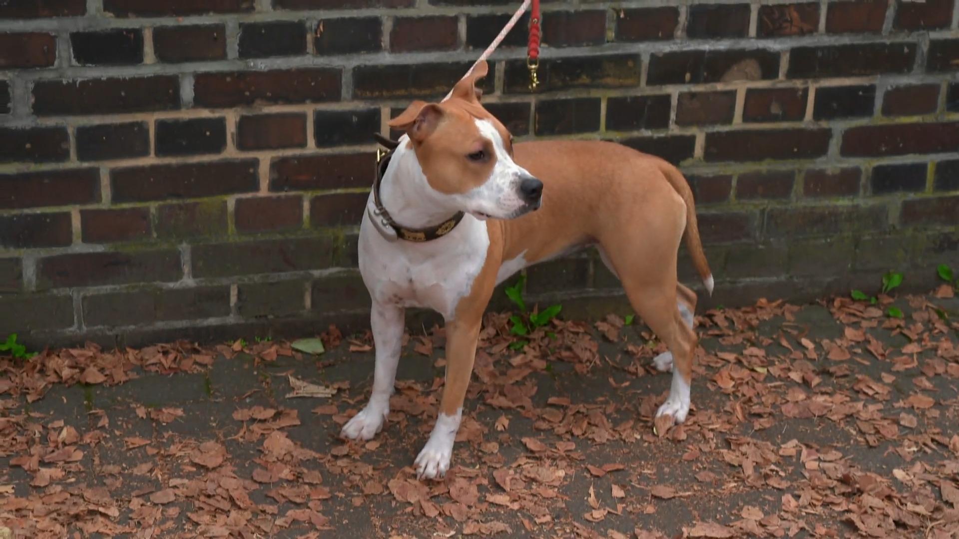 Wie macht sich Irma beim Wesenstest?