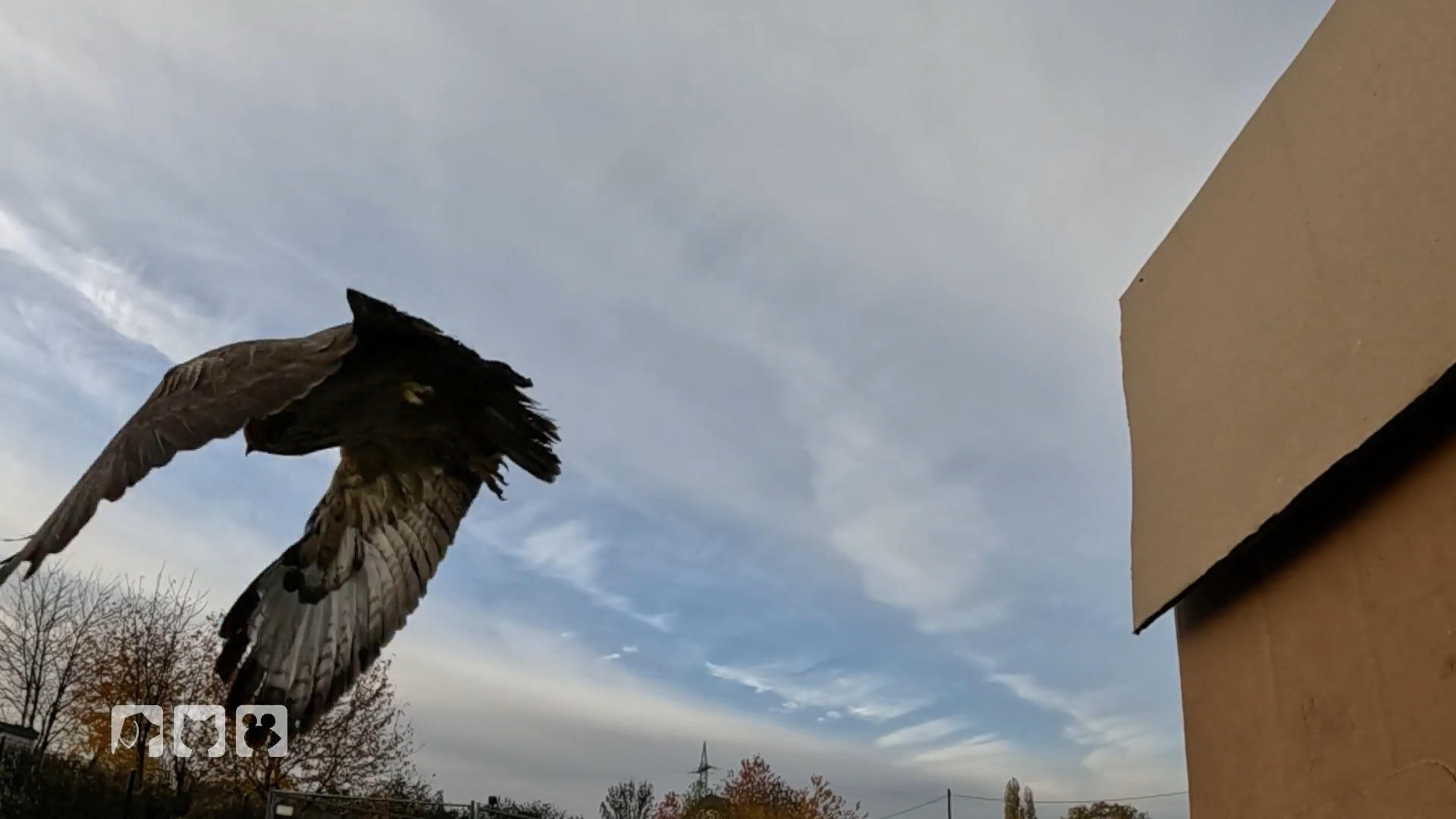 Stefan rettet den verwirrten Greifvogel