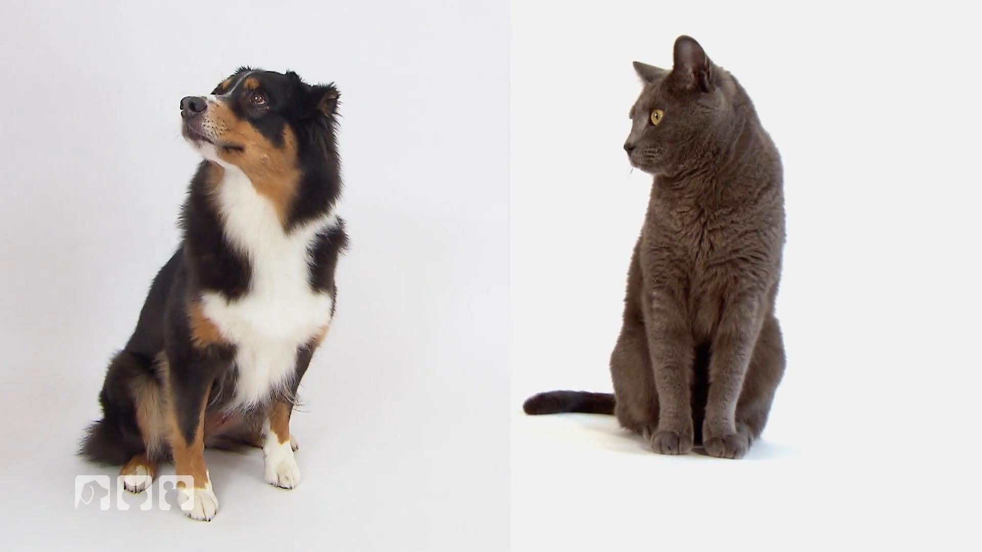 Freundschaft zwischen Katzen und Hunden
