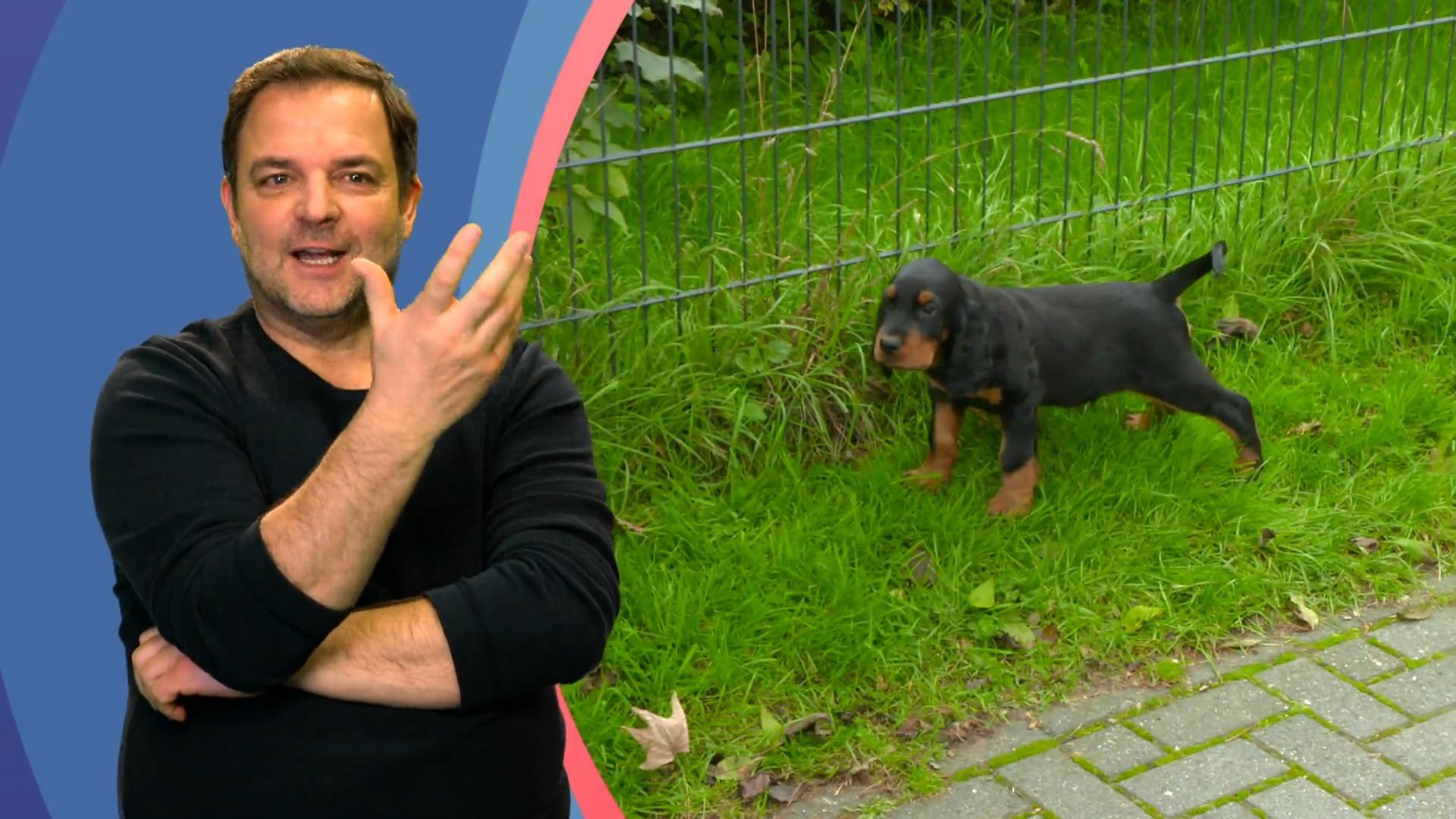 Welpe Beau ist ein Energiebündel!