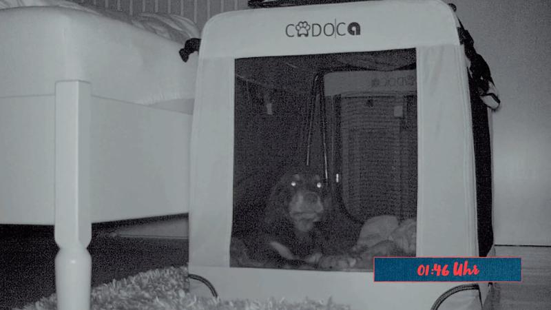 Die erste Nacht mit Welpe Beau