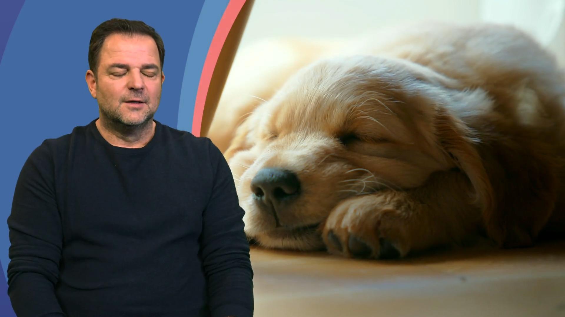 Golden Retriever-Welpe Quinn hält alle wach