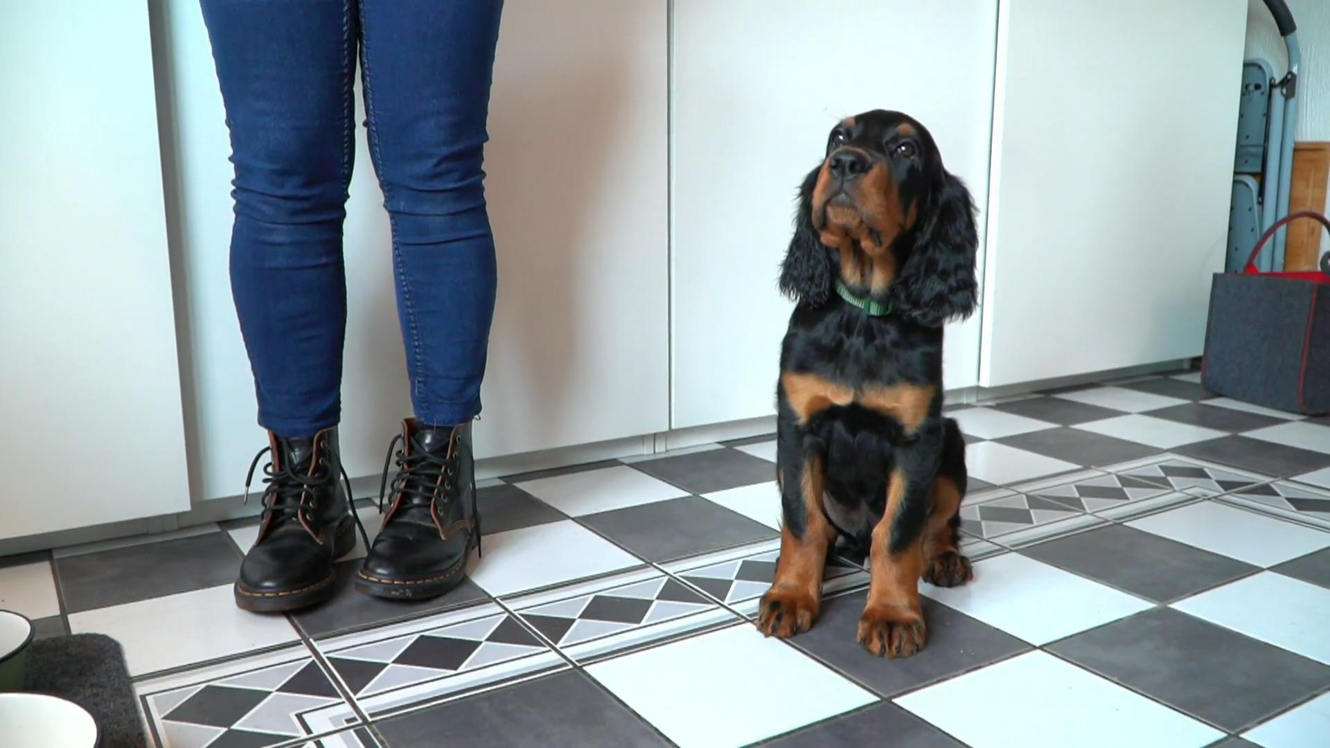 Welpe Beau ist ein Gourmet