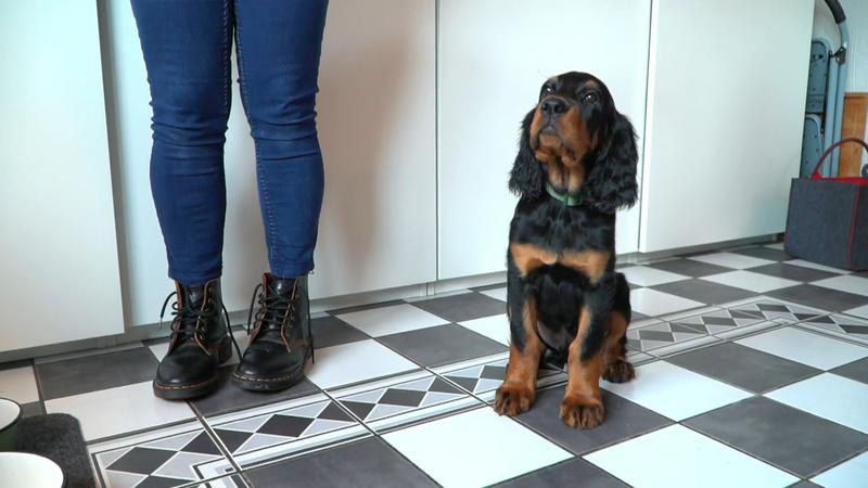 Welpe Beau ist ein Gourmet