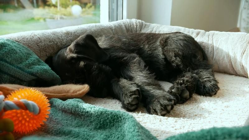 Welpe raubt der Familie den Schlaf