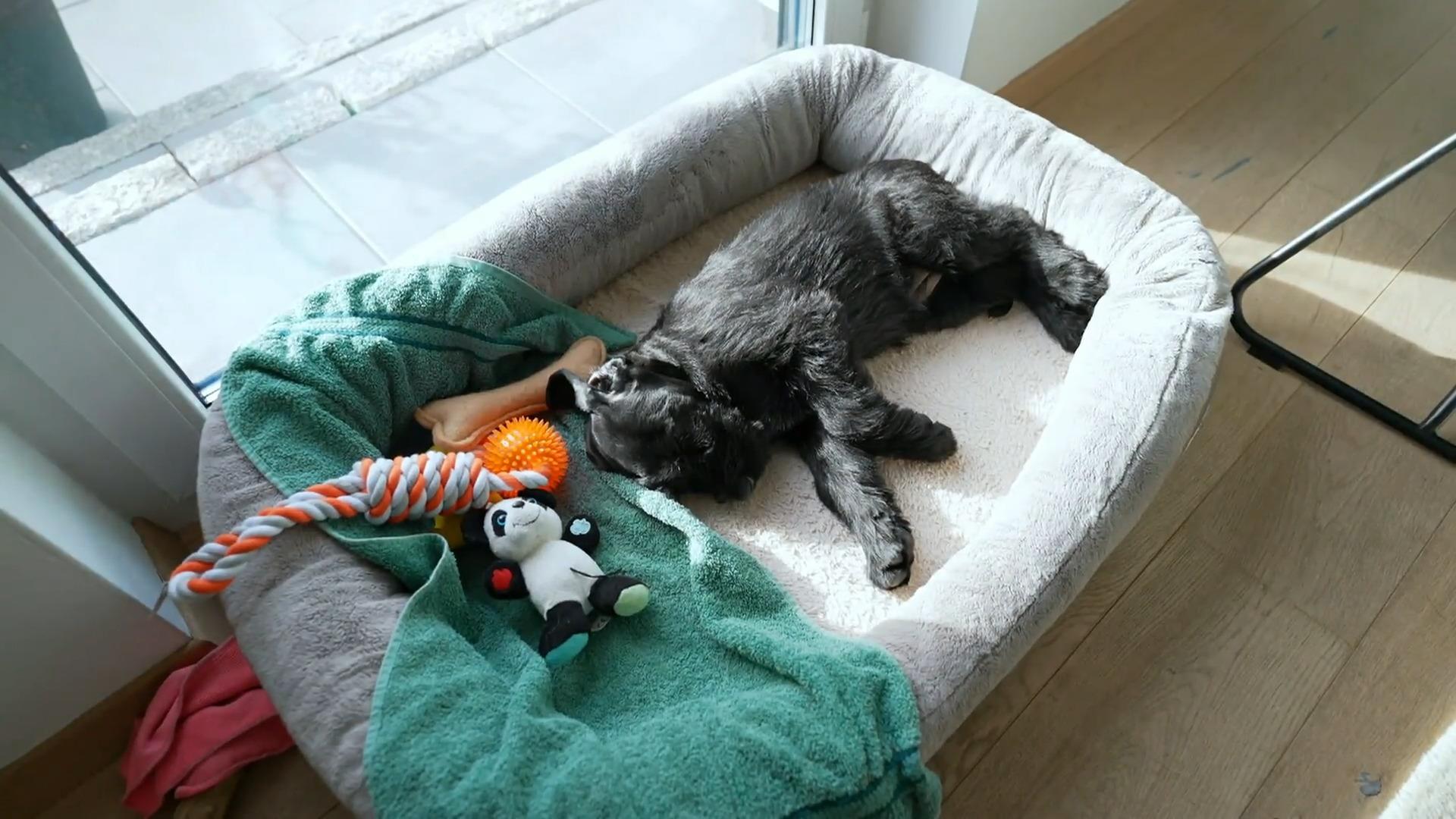 Welpe ist nach dem ersten Tag sehr erschöpft