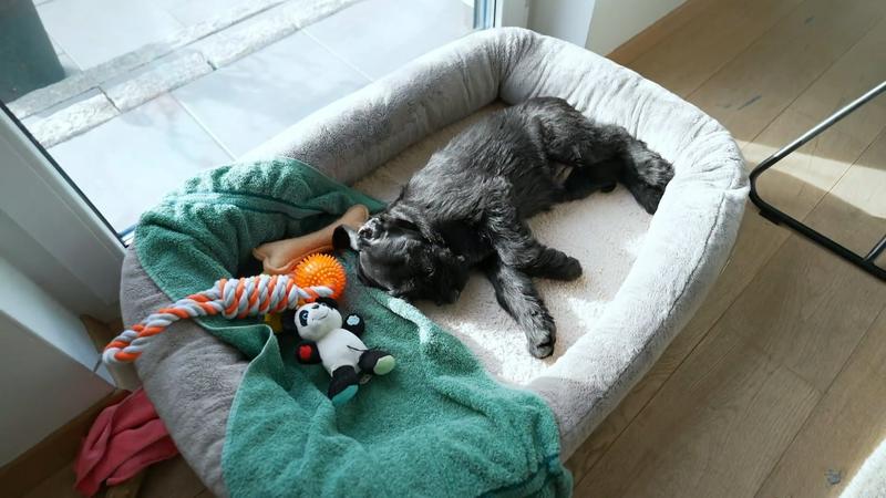 Welpe ist nach dem ersten Tag sehr erschöpft