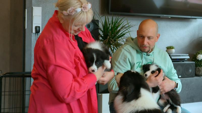 Welchen Welpen wählen sie aus?