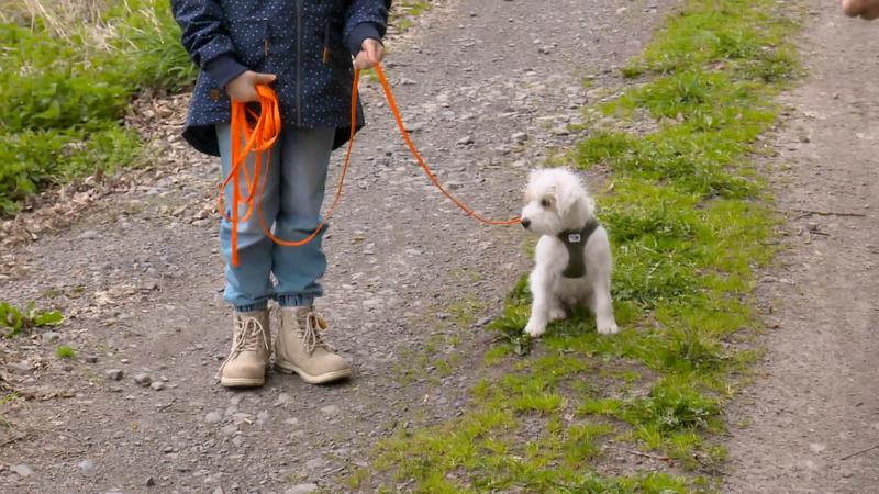 Rudi lernt, an der Leine zu laufen