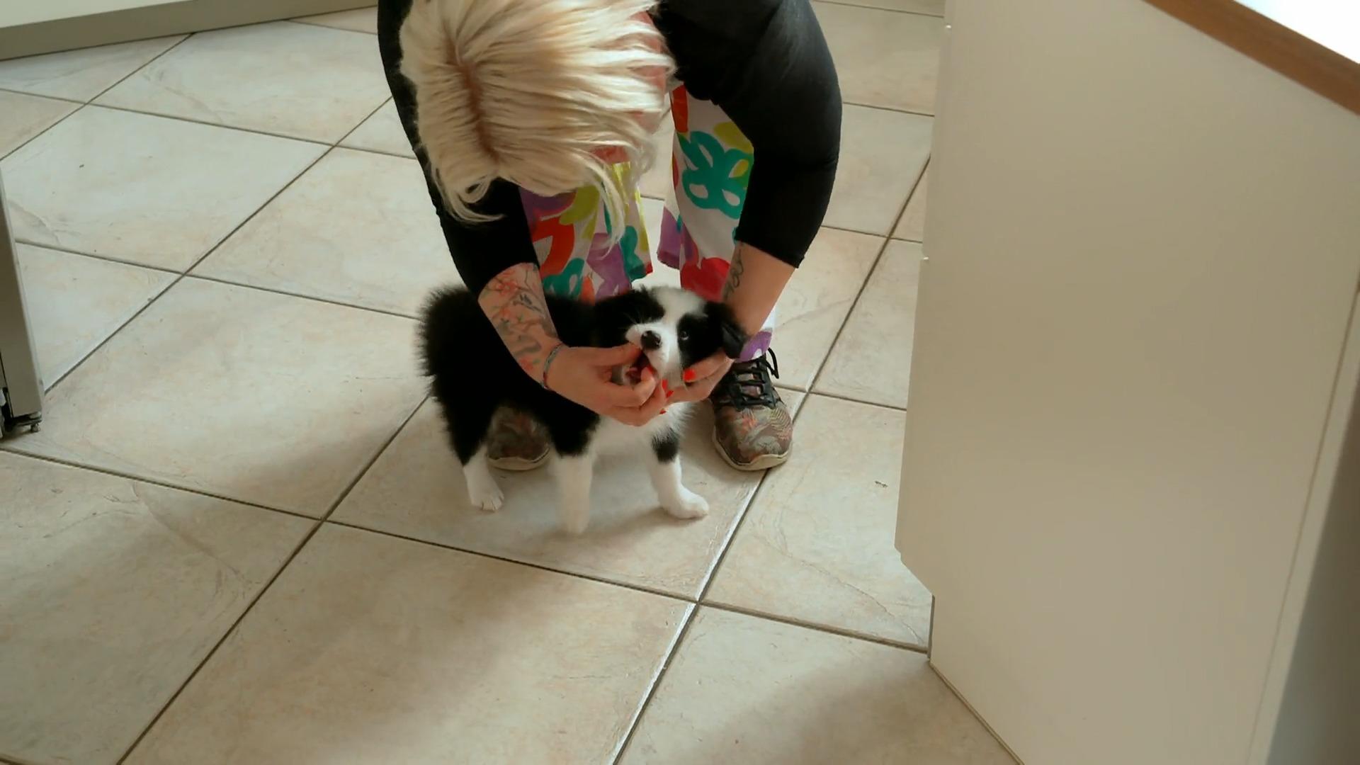 Welpe Banksy erkundet sein neues zu Hause