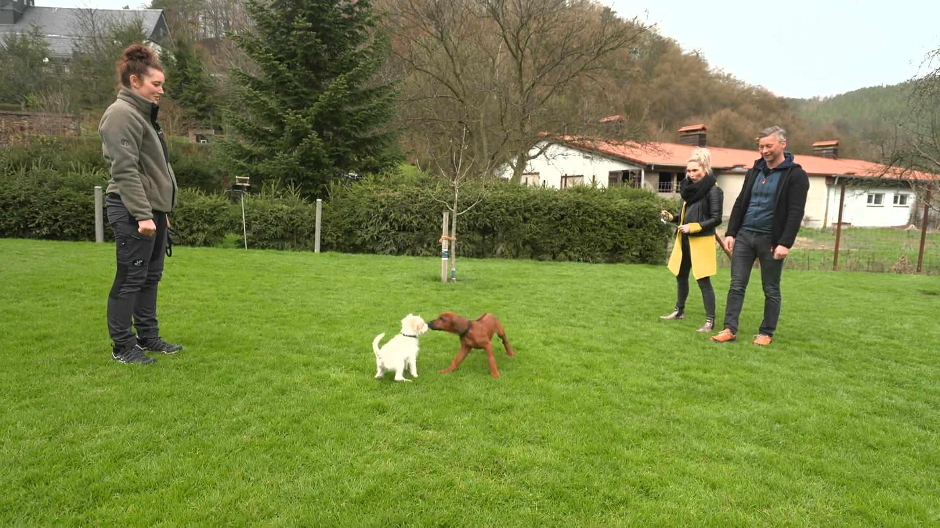 Terrier Rudi trifft heute auf Welpe Eddy