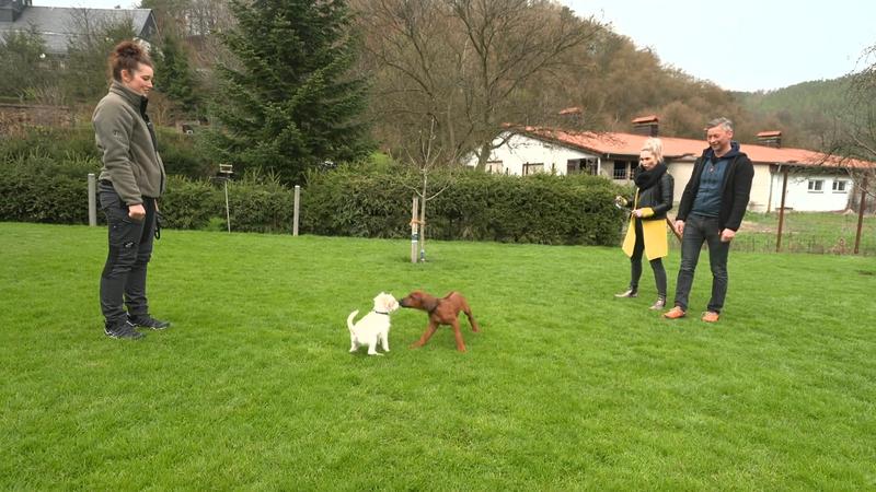 Terrier Rudi trifft heute auf Welpe Eddy