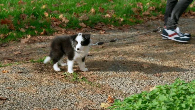 Border Collie-Welpe Banksy gewöhnt sich ans Gassigehen