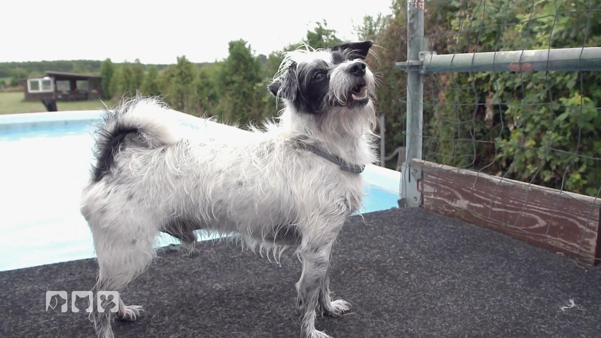 Kate Kitchenham testet Dog Diving aus