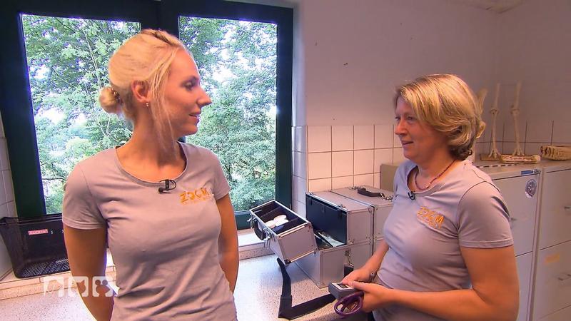 Erstuntersuchung beim Seelöwenbaby