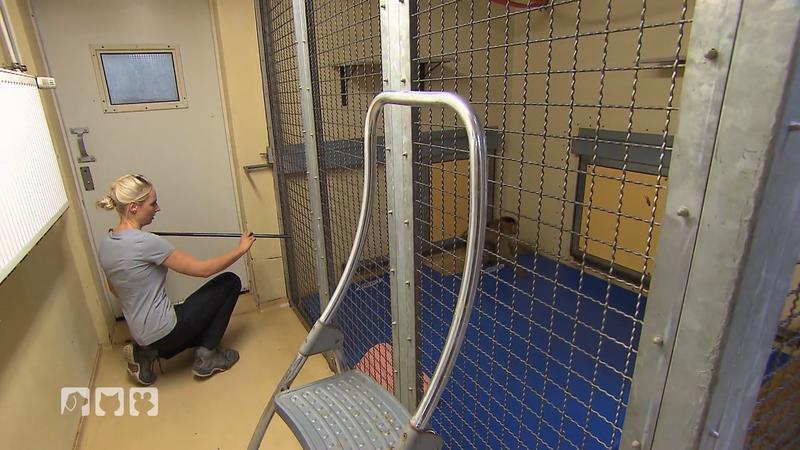Affe Manfred soll in Narkose gelegt werden