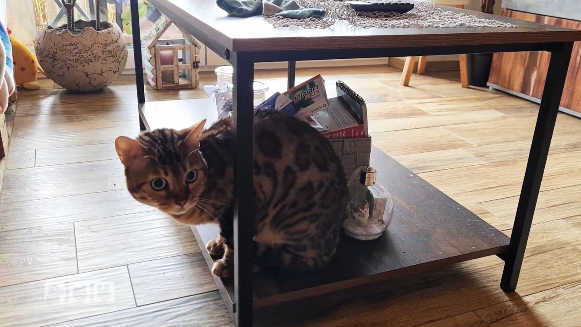 Katze Daisy wird gemobbt