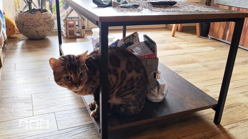 Katze Daisy wird gemobbt