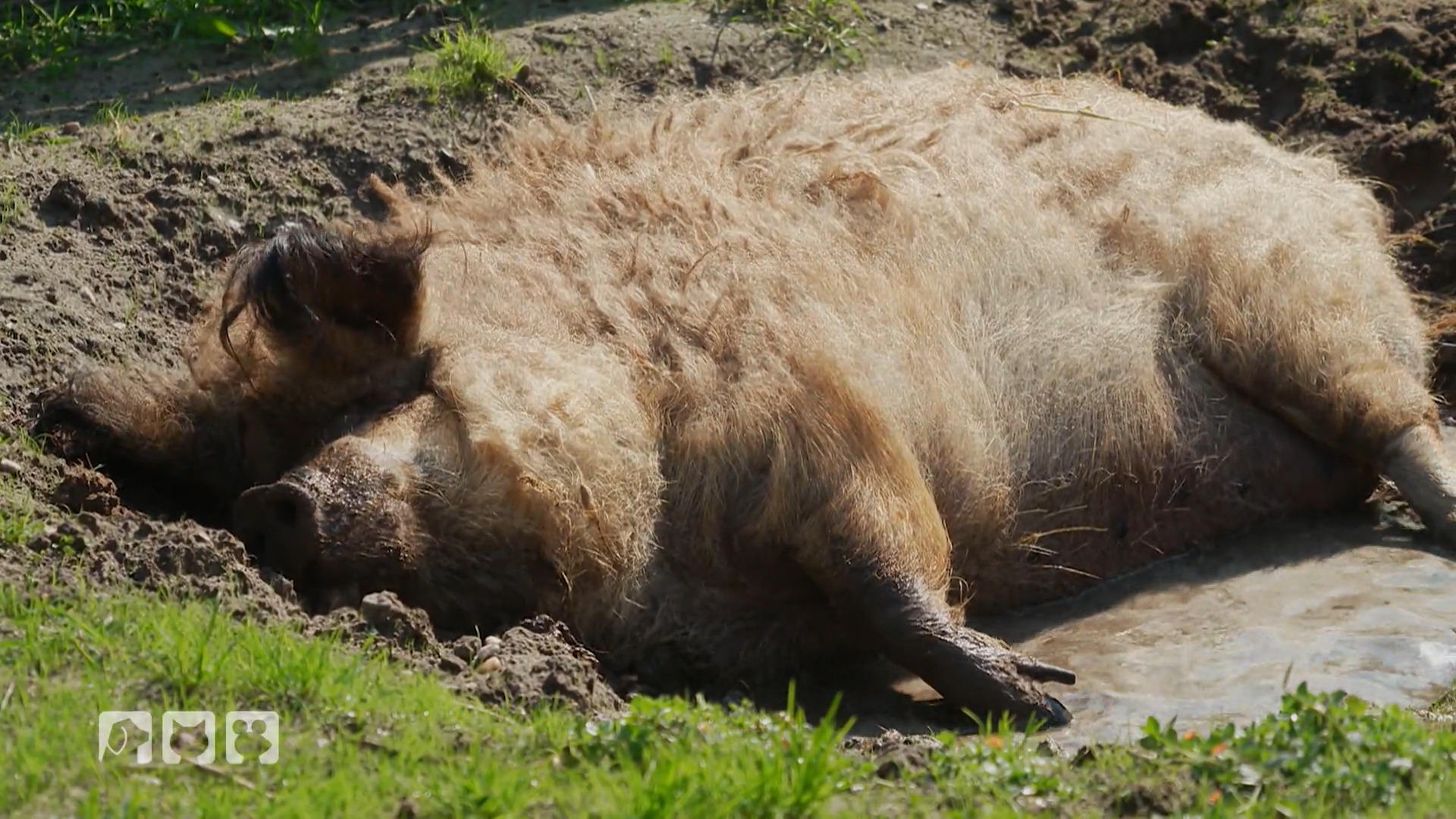 Ein glückliches Leben für Schweine