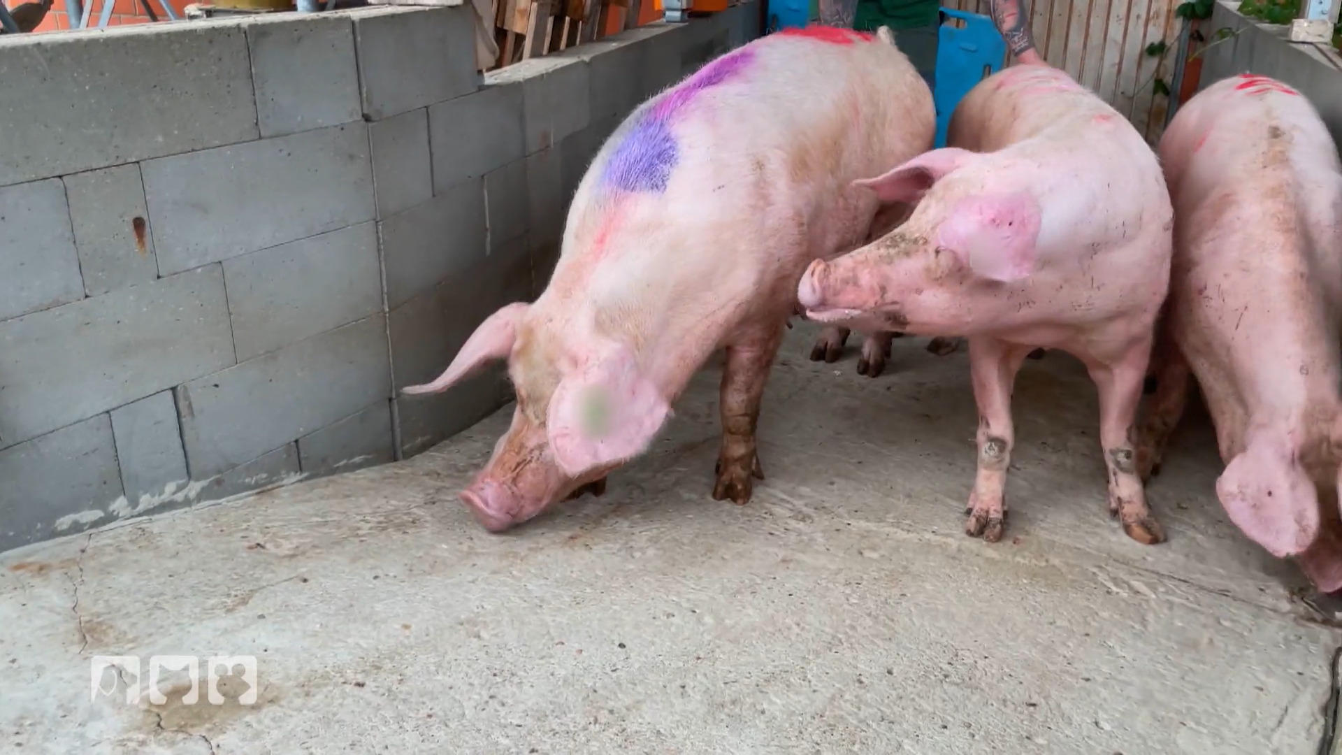 Die Schweine erblicken zum ersten Mal Tageslicht