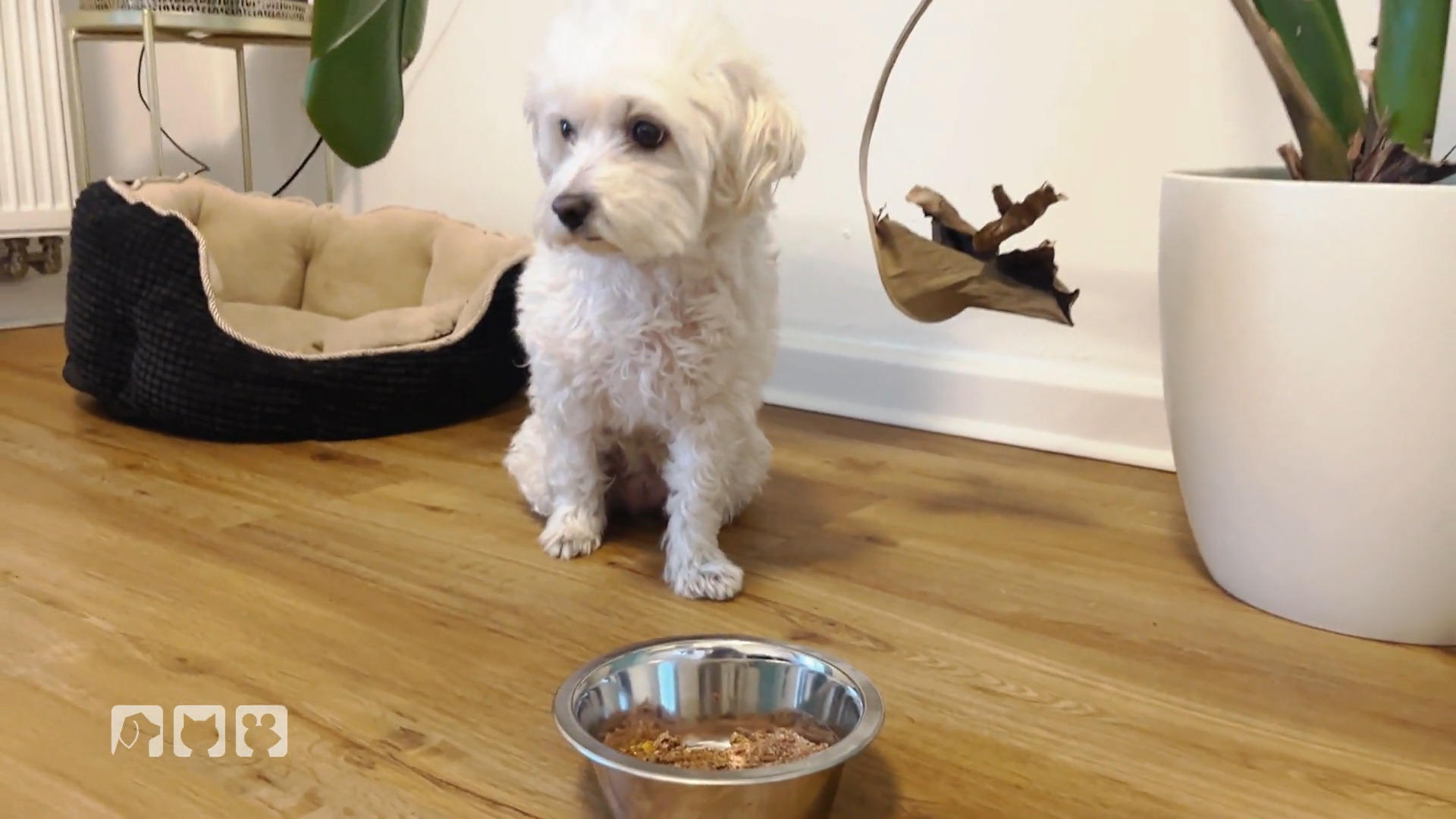 Futtermäkler - Was tun, wenn Hunde Futter verweigern?