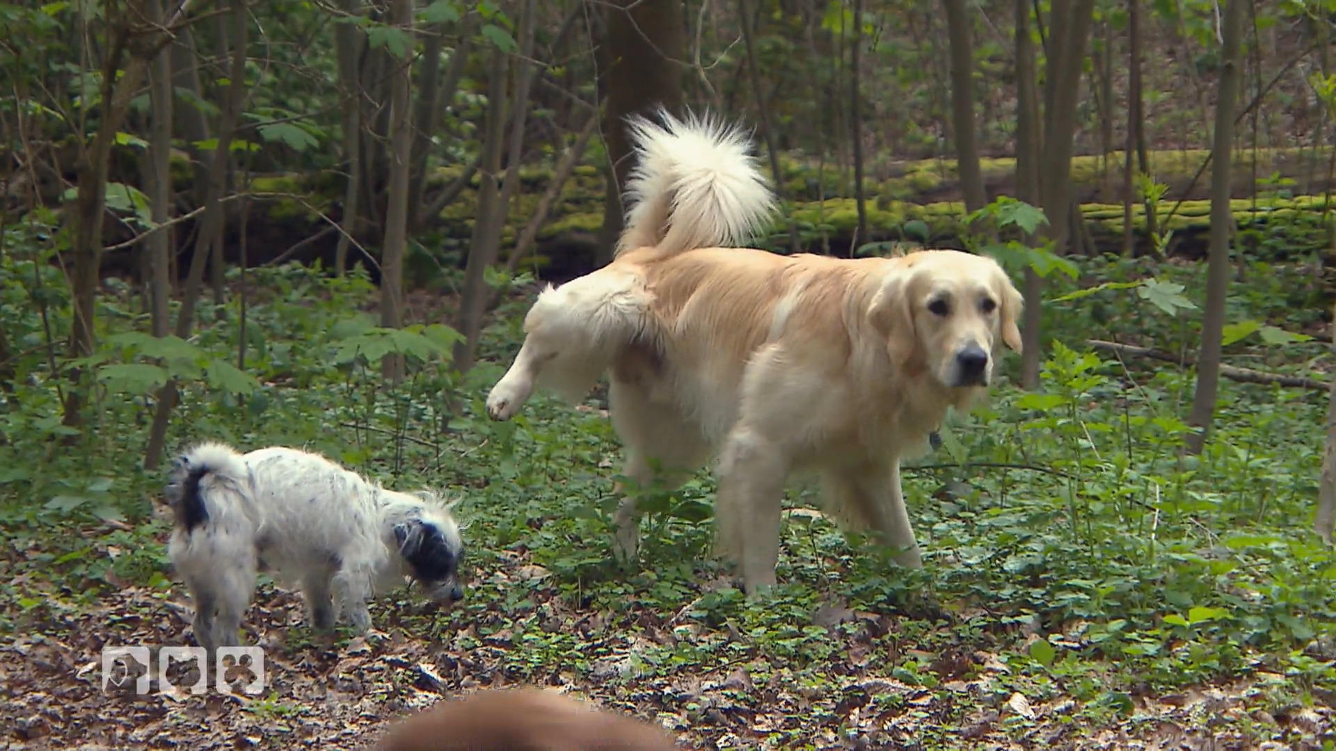 Beim urinieren hinterlassen Hunde Infos