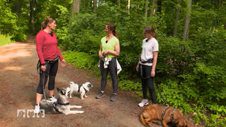 Welcher Hund joggt am besten? 